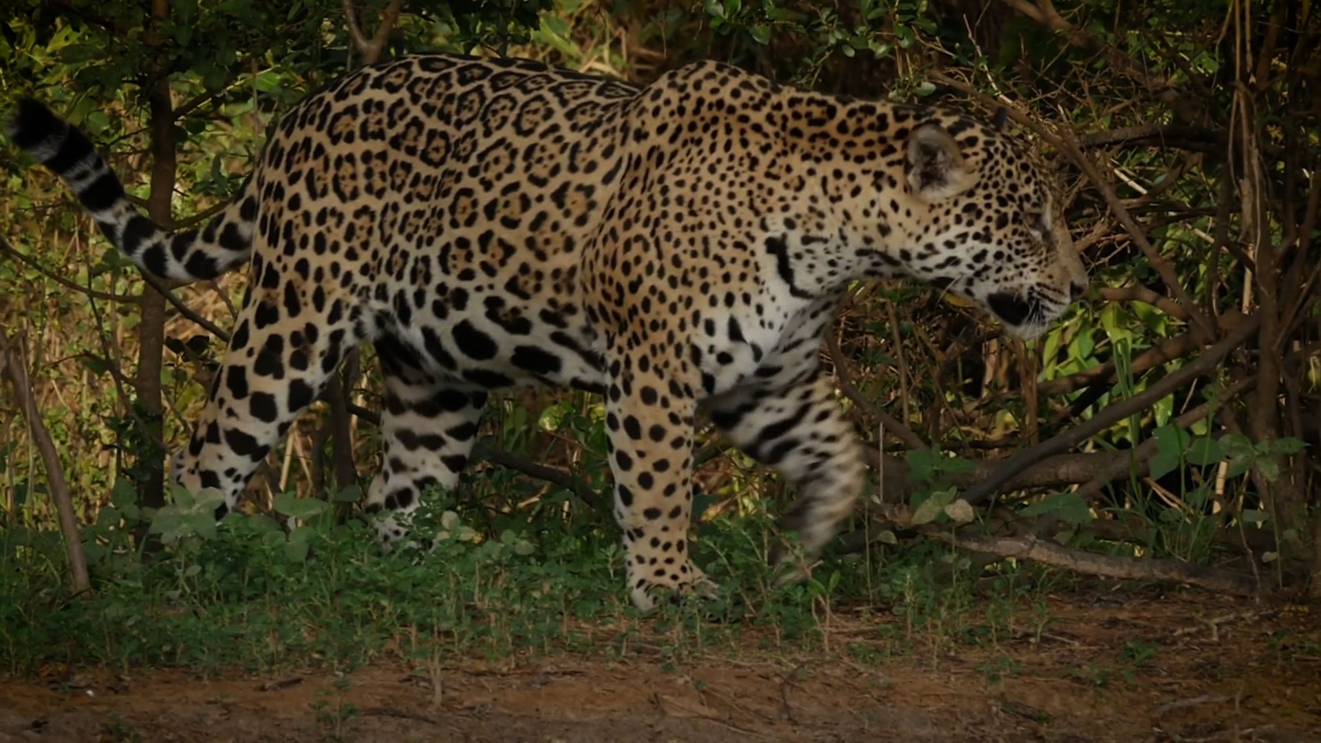 Especies, tras las huellas del jaguar