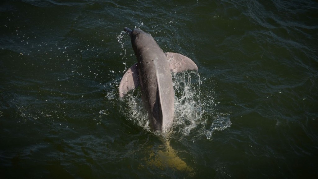 Especies: el delfín rosado, un embajador del río