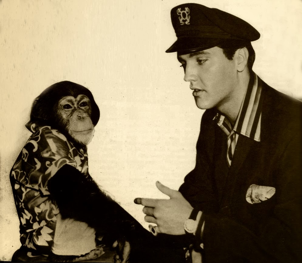  Elvis Presley - Scatter Chimpance