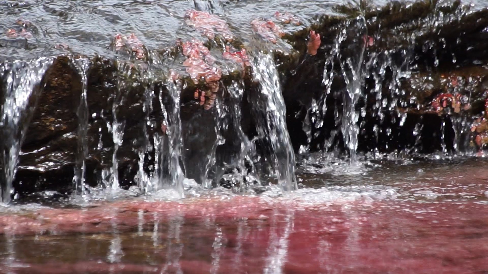 Tranquilandia, río de algas rosadas, lugares mágicos de Colombia