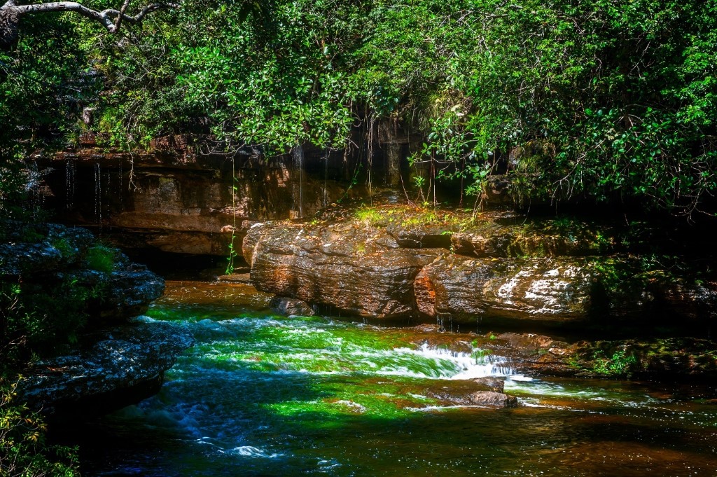 ¿Se puede detener la extinción de las especies?