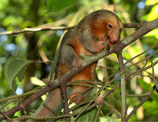 Especies del Amazonas