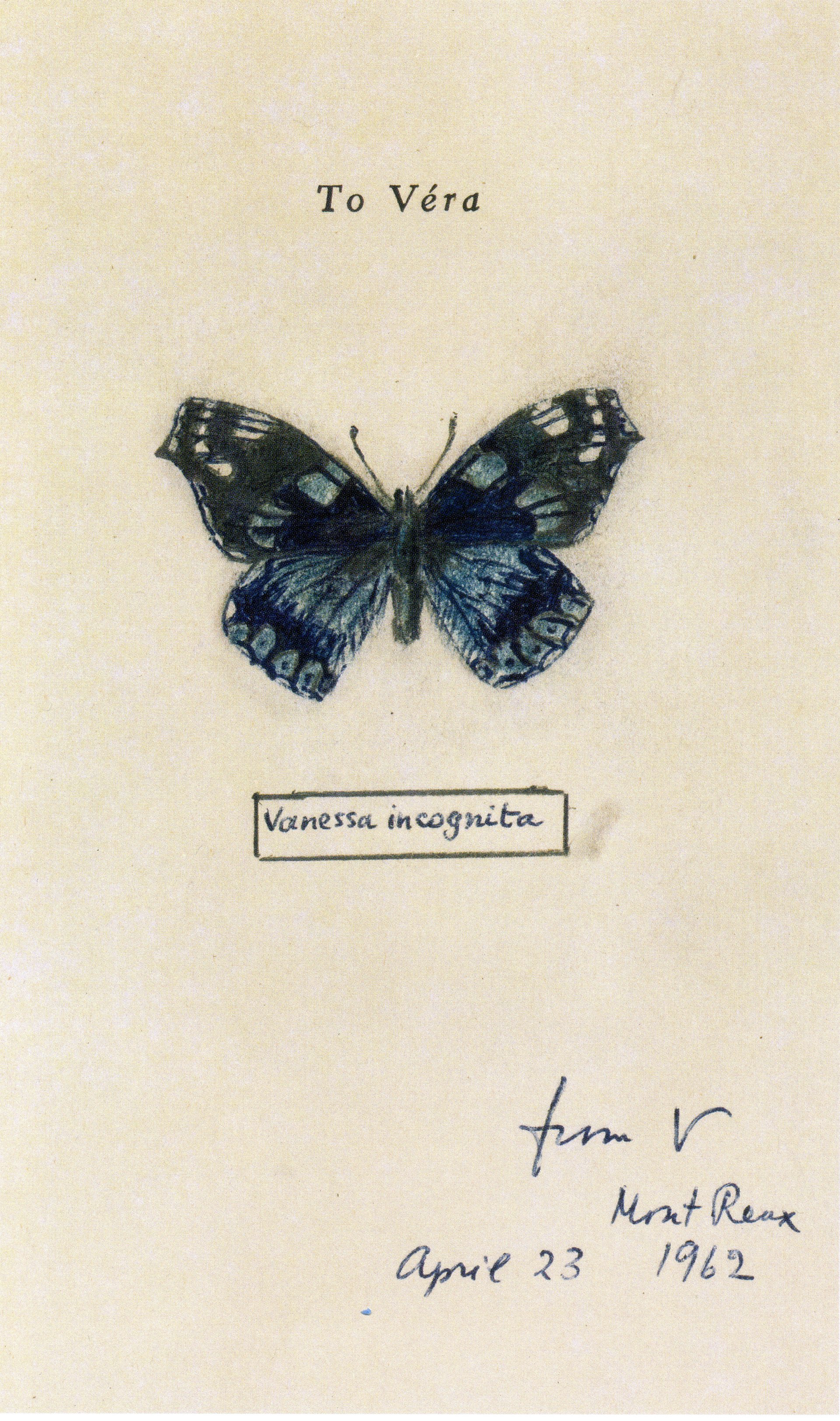 mariposas Vladimir Nabokov