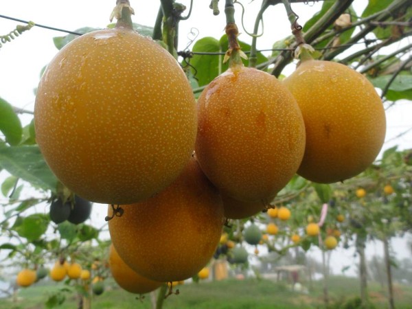 Granadilla, frutas de exportación Huila