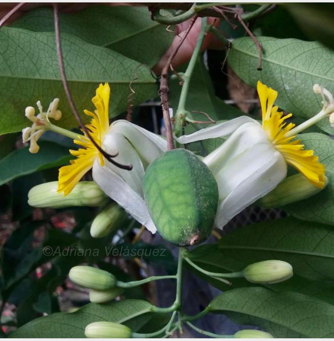 De Mariquita, la pasionaria: redescubren flor endémica luego de 230 años