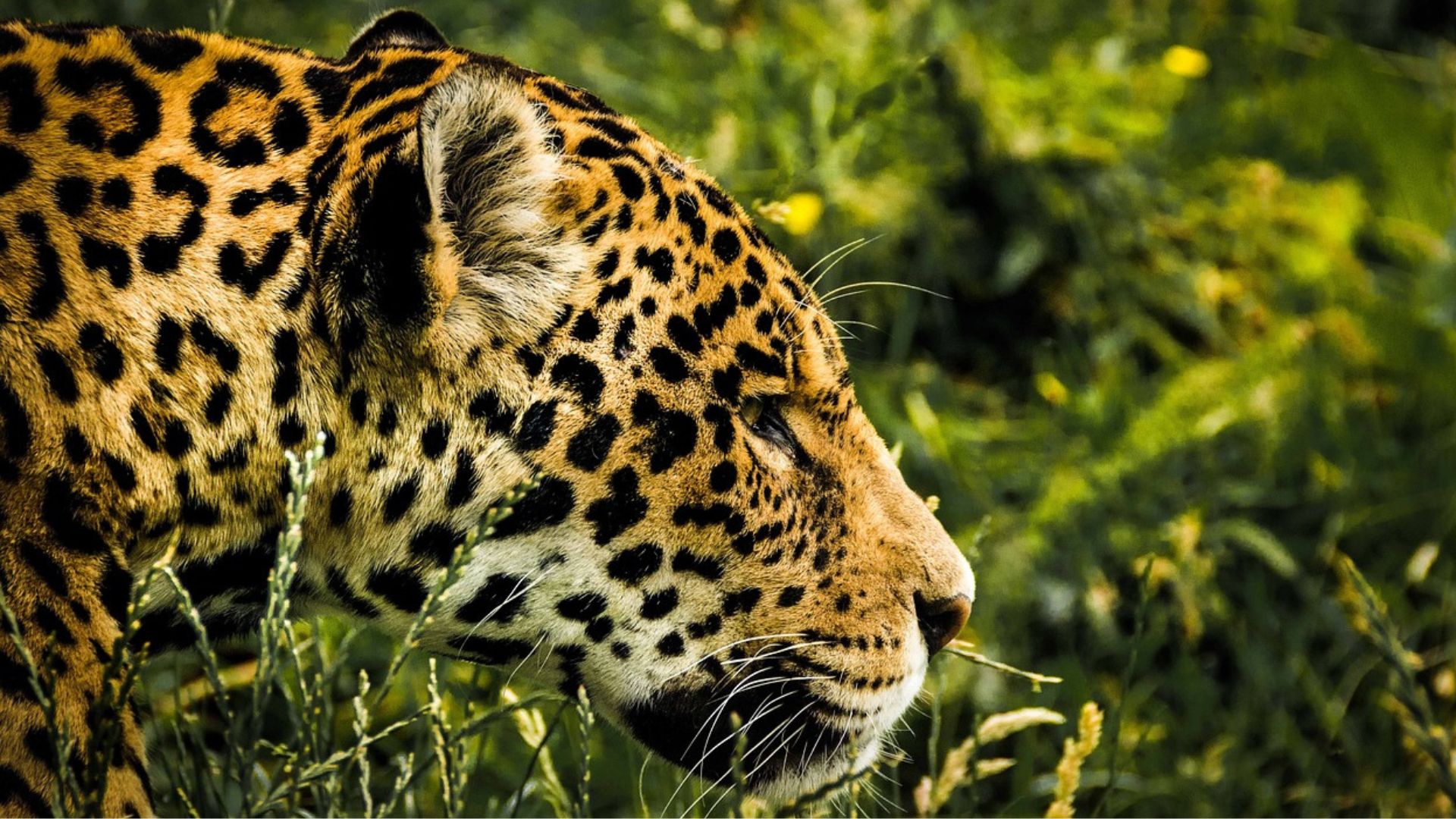 Los nuevos protocolos para la protección del jaguar en Colombia