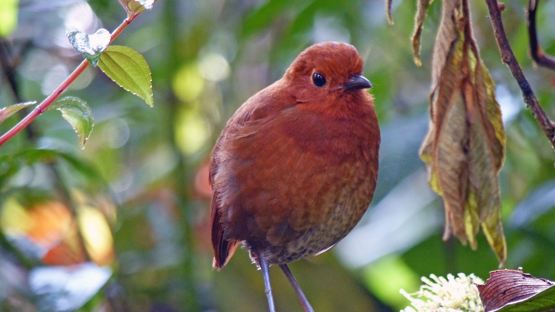 Chamí Antpitta: nueva especie de ave endémica de Colombia