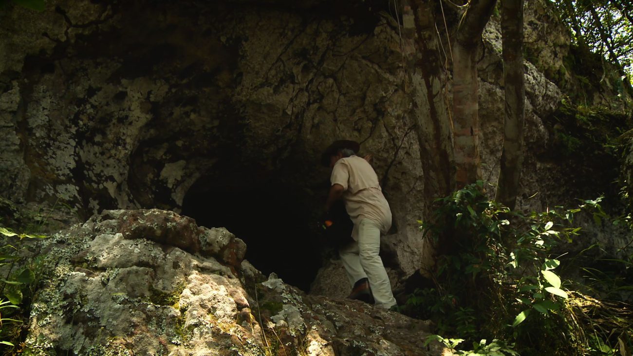 Especies, nuevas raíces