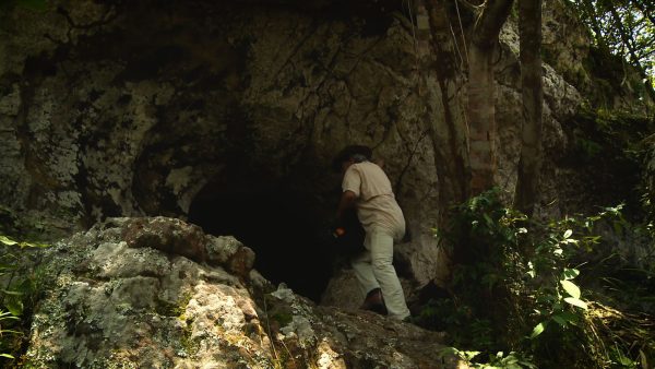 Especies, nuevas raíces