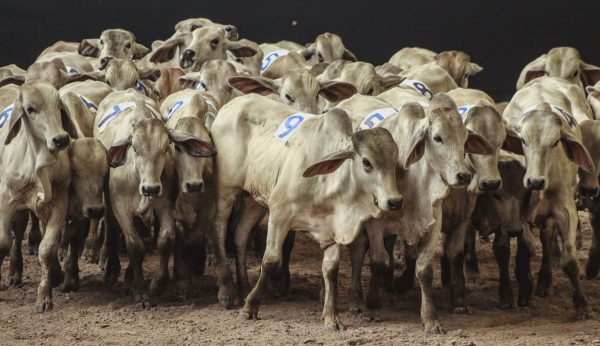 Villavicencio está listo para Expomalocas 2019