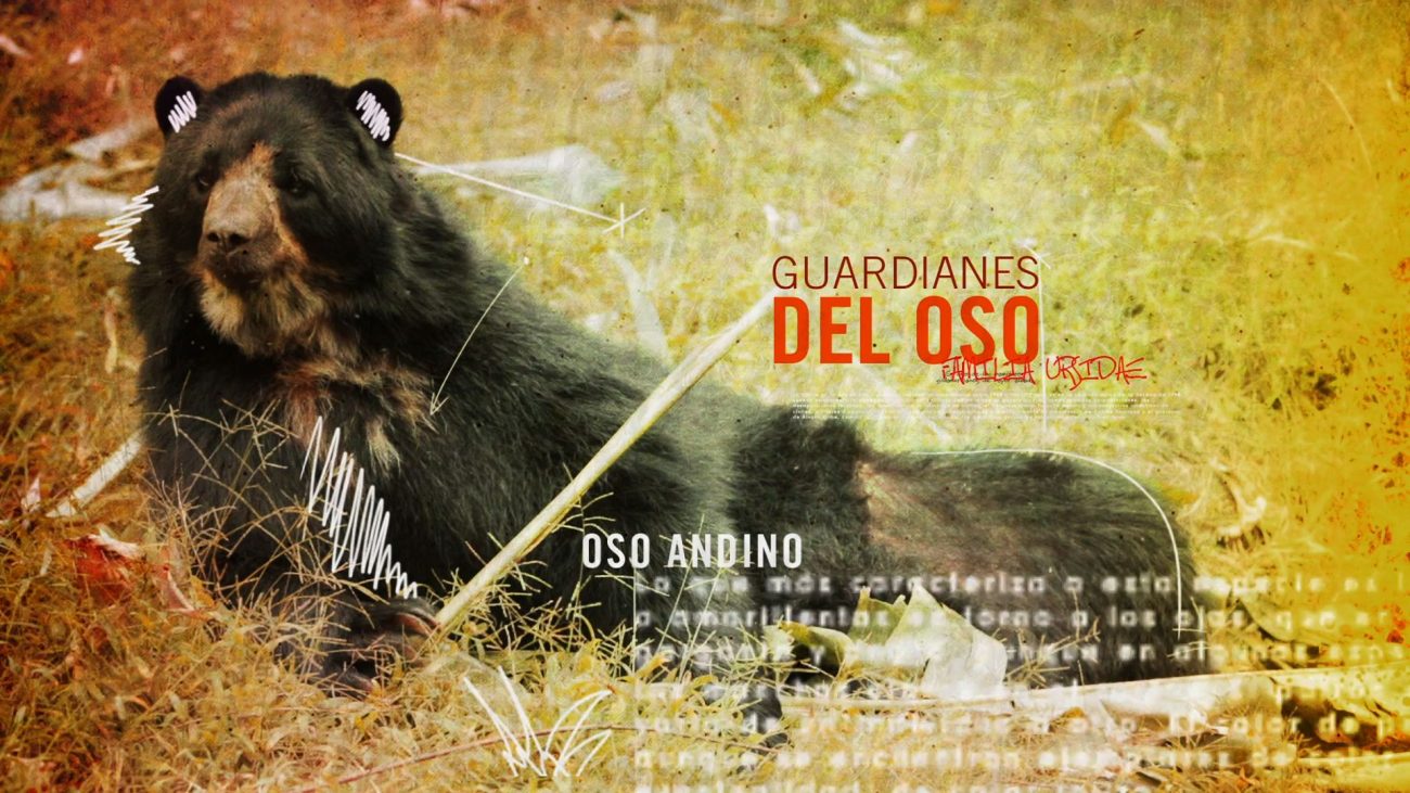 Especies, en búsqueda de la protección del oso andino