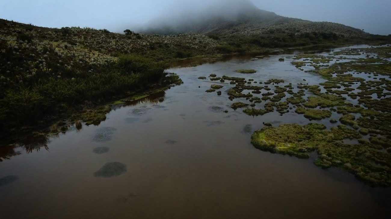 Especies: el Parque de Chingaza se convierte en un corredor de paz
