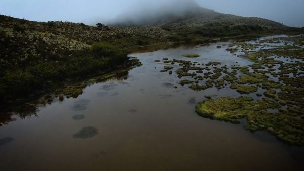Especies: el Parque de Chingaza se convierte en un corredor de paz