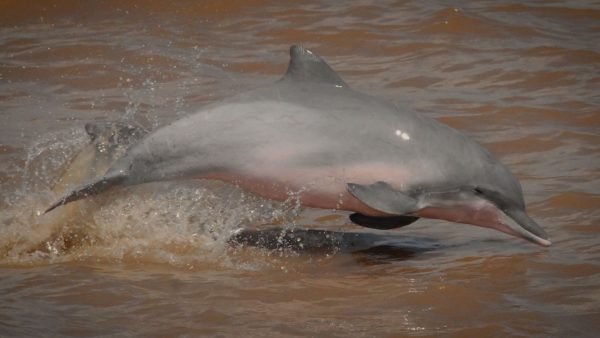 Especies: el delfín rosado, un embajador del río
