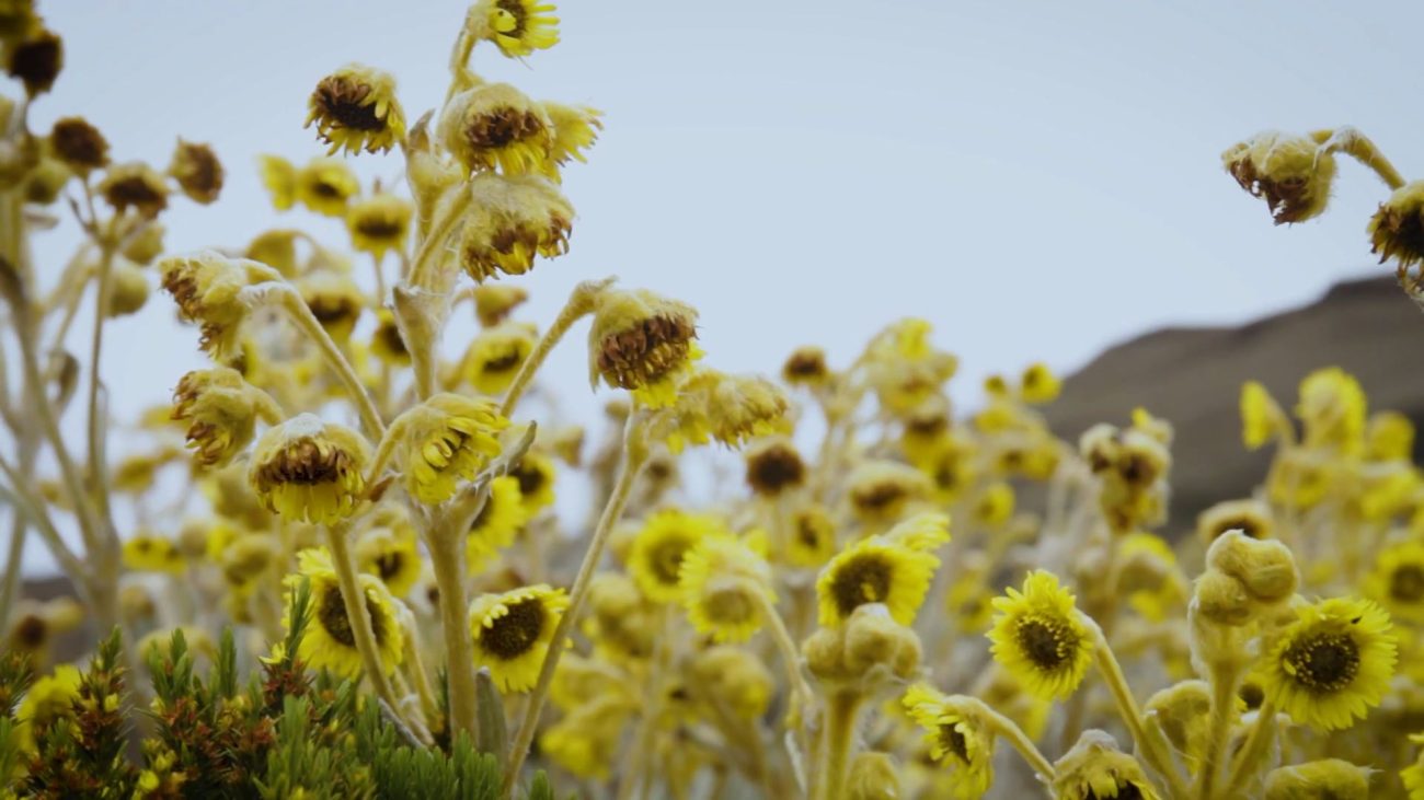 Especies: Sumapaz entre frailejones