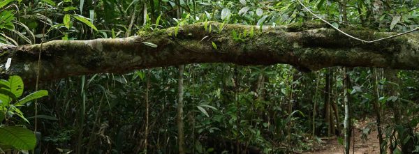 ¡Caquetá, vamos a hablar de los bosques!