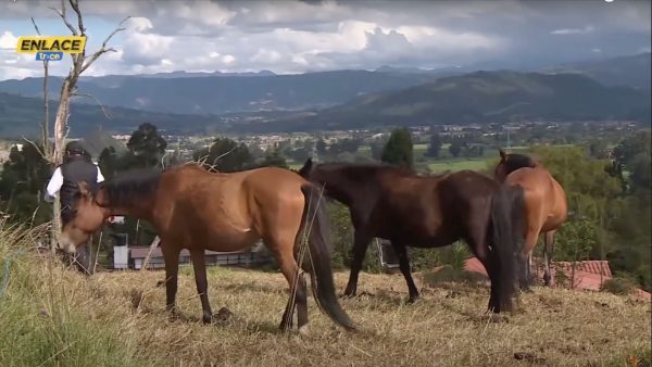 Zipaquirá lidera iniciativa de sustitución de caballos de tracción animal