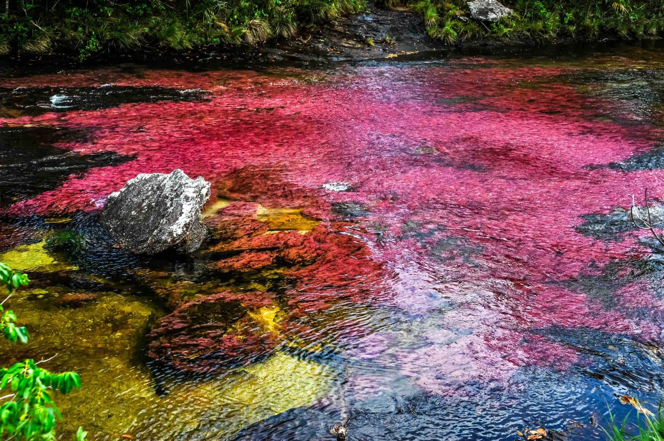 Especies: Caño Cristales, el río de los cinco colores