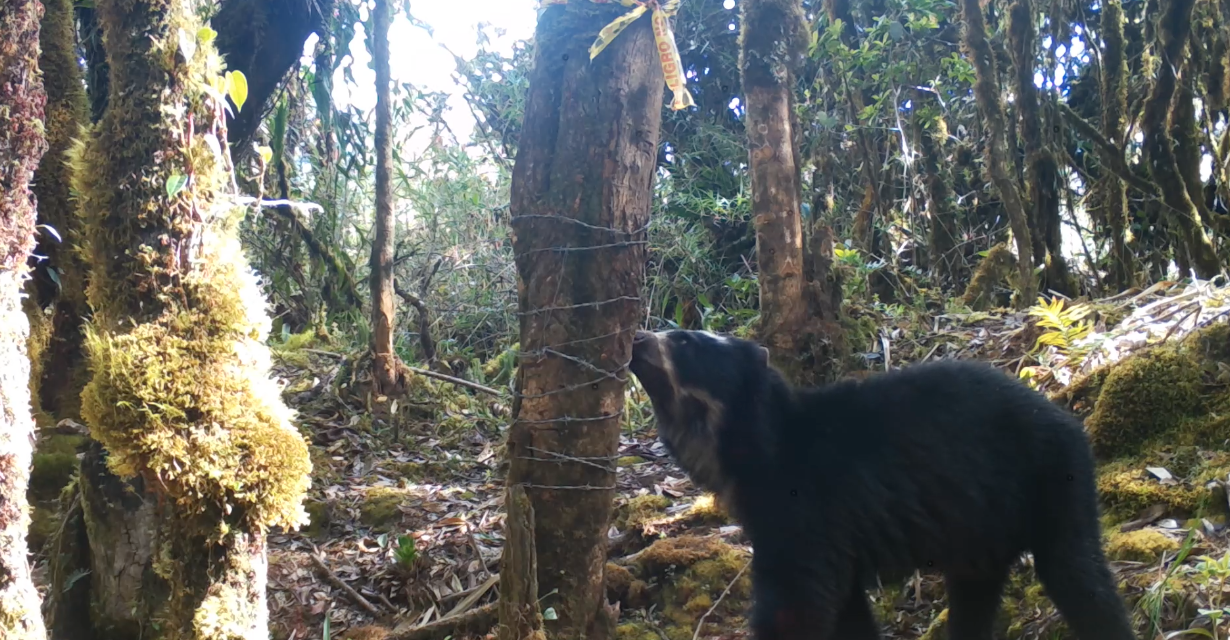 Osos andinos: ¿qué se está haciendo en Colombia para su protección?
