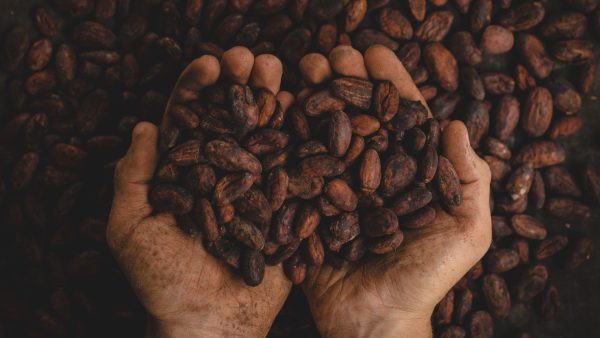 Día Mundial del Cacao: por qué se celebra, beneficios e historia