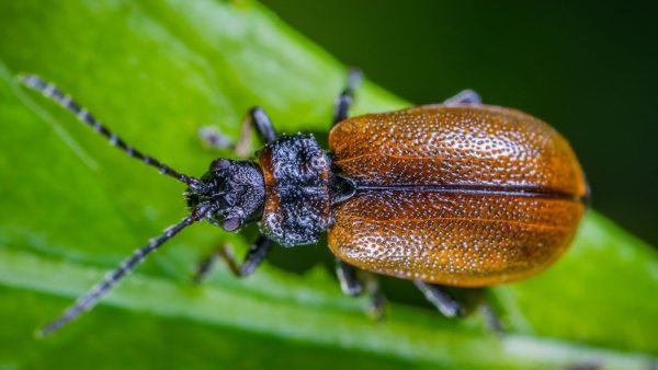 Descubren una nueva especie de escarabajo en Colombia