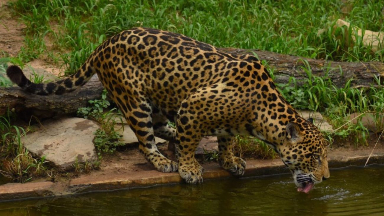 Los nuevos protocolos para la protección del jaguar en Colombia