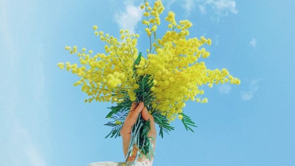 ¿Por qué se regalan flores amarillas el 21 de septiembre?