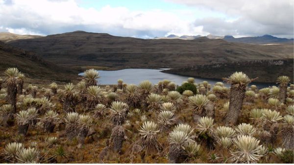 Sumapaz, el páramo más grande del mundo: un tesoro natural de Bogotá