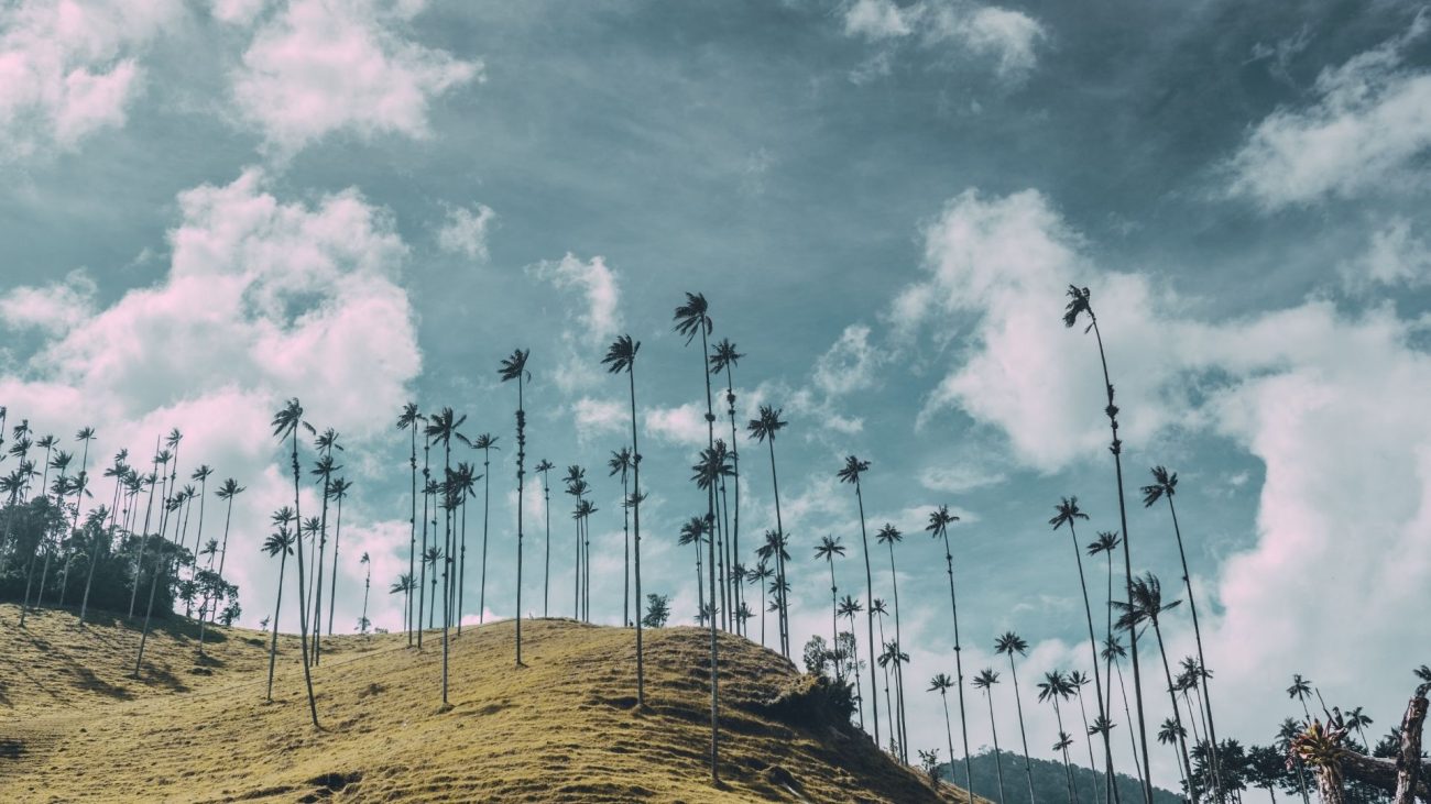 Top 4 destinos cafeteros en Colombia