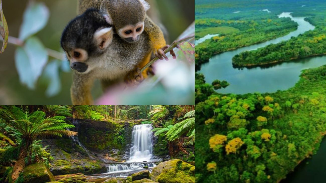 Los diez países más biodiversos del mundo