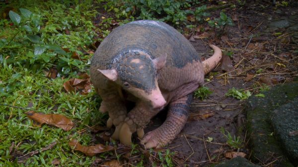 Especies: armadillos y arquitectos de la naturaleza