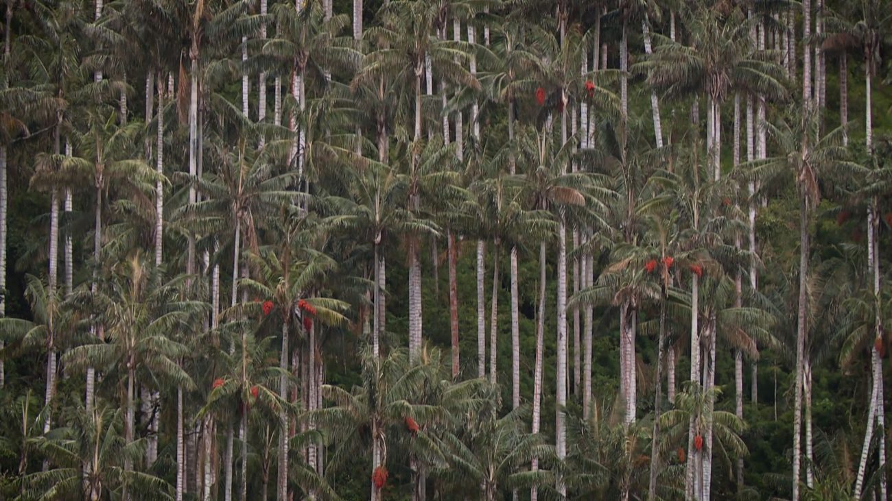 Especies, el paraíso perdido de la palma de cera
