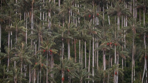 Especies, el paraíso perdido de la palma de cera