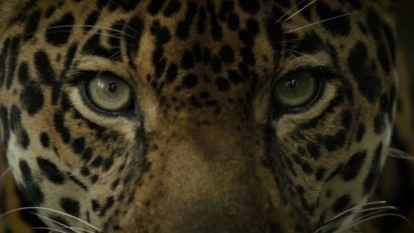 Especies, tras las huellas del jaguar