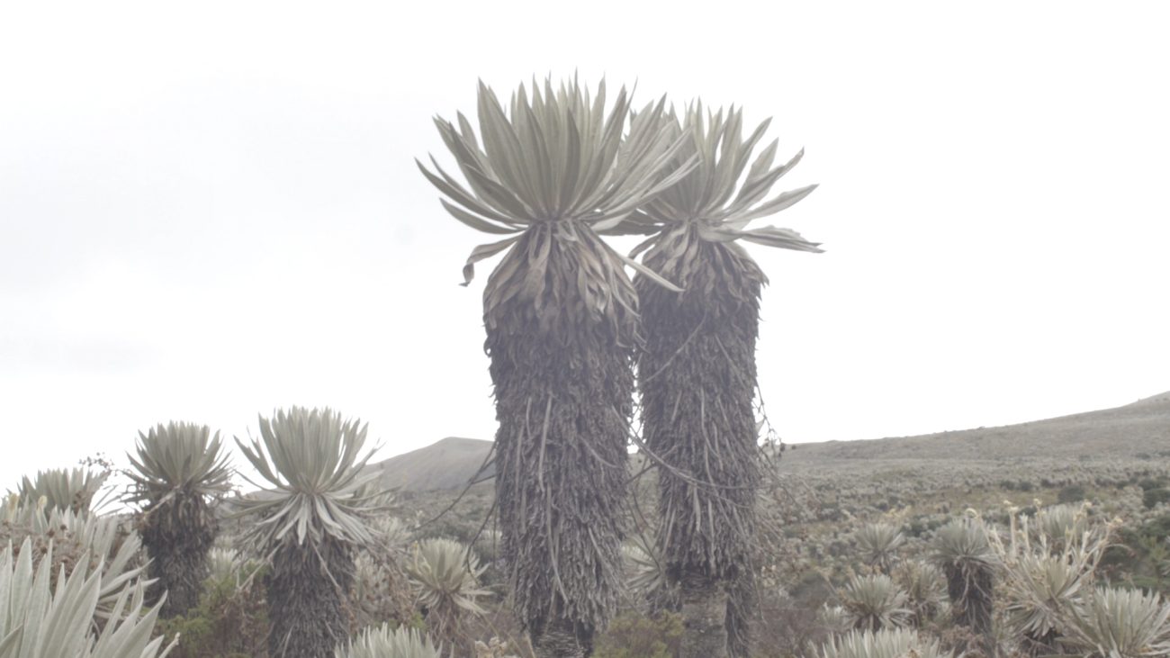 Regresa Cine Suma Paz, el festival de cine sobre medio ambiente y cultura de paz