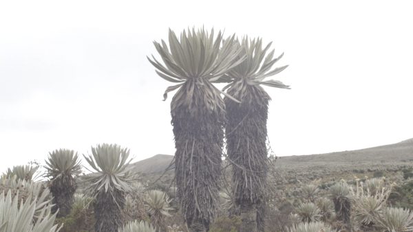 Regresa Cine Suma Paz, el festival de cine sobre medio ambiente y cultura de paz