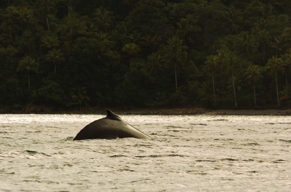 El Pacífico recibe nuevamente a las ballenas jorobadas