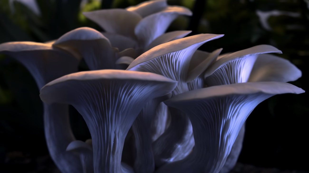 El milagro de los hongos en 'Fantastic Fungi', el nuevo documental que llegó a Netflix