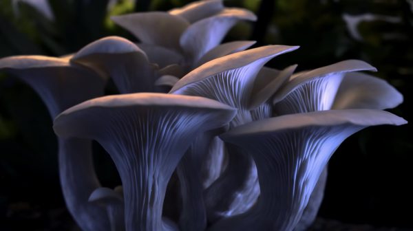 El milagro de los hongos en 'Fantastic Fungi', el nuevo documental que llegó a Netflix