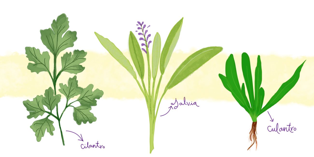 ¡No le pongas cilantro a todo!