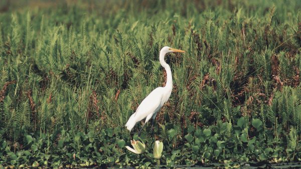 Humedales: ¡ecosistemas de vida!