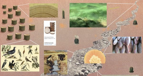 Mucha lora he dado en el río Guayabero