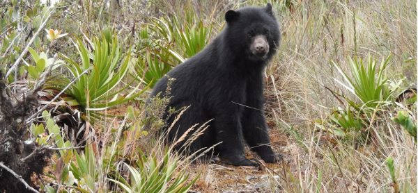Los osos del Parque de Chingaza