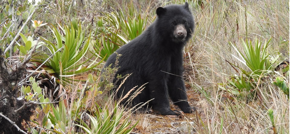 Los osos del Parque de Chingaza