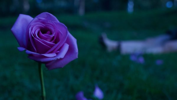 “Rosa al Amanecer” se estrenó rindiendo homenaje a las víctimas de feminicidio en Colombia