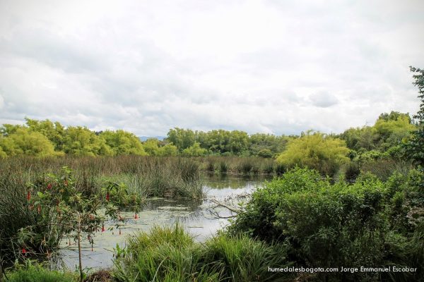 Bomba Estéreo y más árboles para los humedales