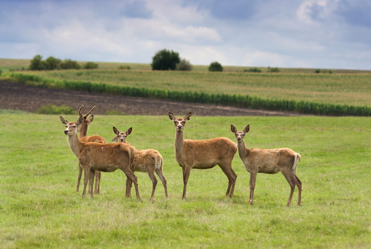 Caminar y ver venados: el plan que propone el Parque Nacional Natural de Chingaza