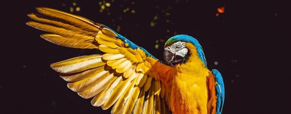 Ratificación de Acuerdo de Escazú peligra