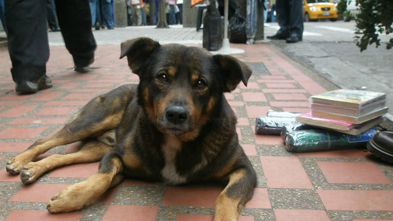 ¡Adopta en la cuarentena!