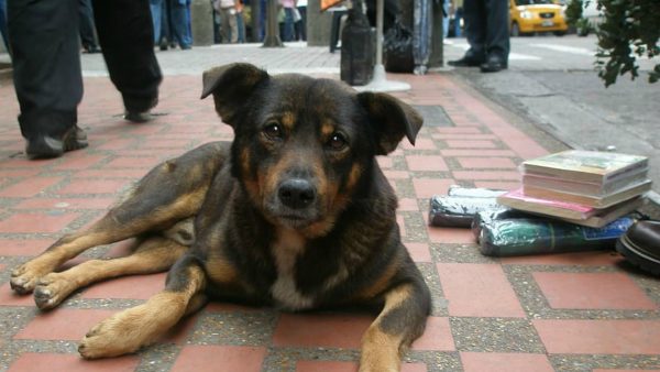 ¡Adopta en la cuarentena!